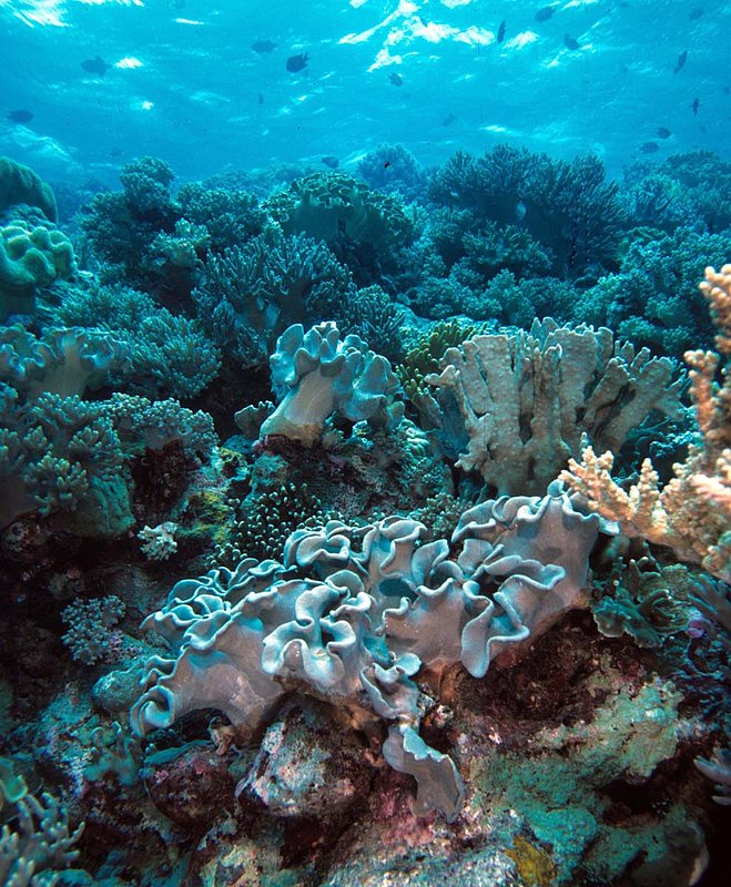 Wakatobi 11.jpg