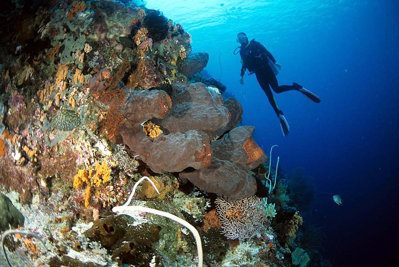 Wakatobi 12.jpg