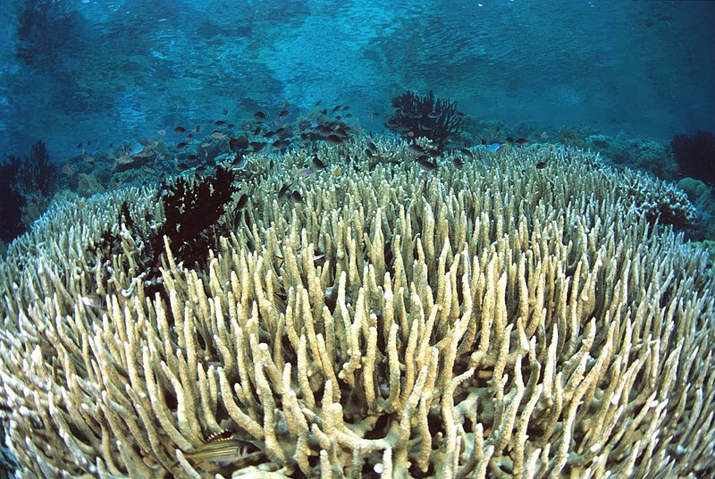 Wakatobi 13.jpg