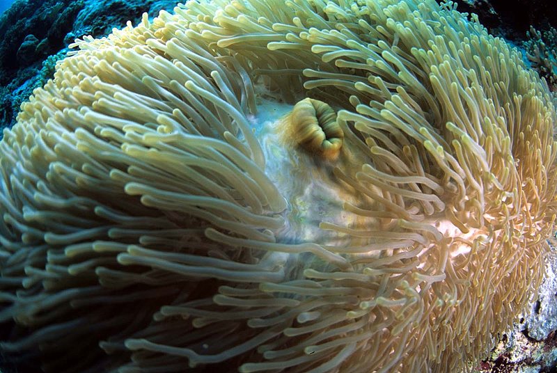 Wakatobi 14.jpg