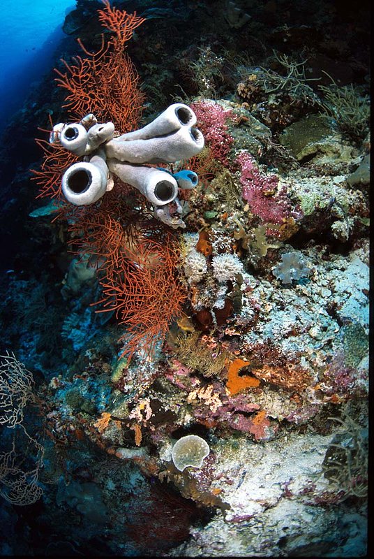Wakatobi 15.jpg