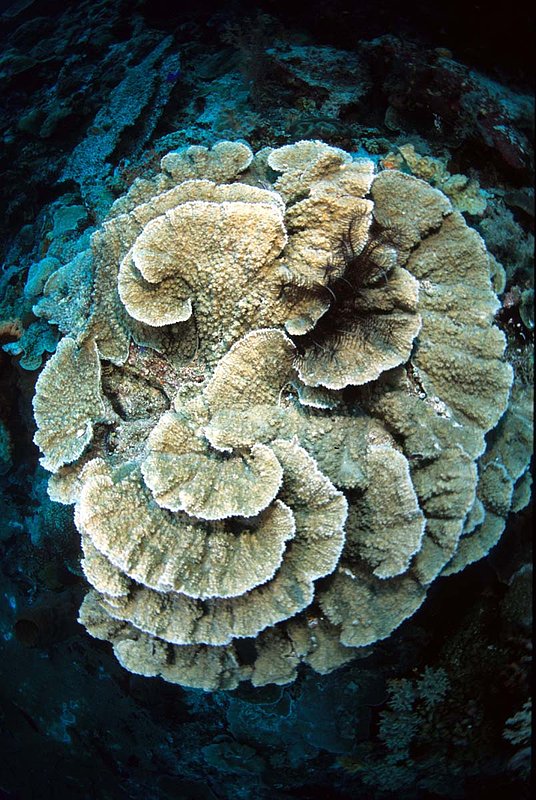 Wakatobi 16.jpg