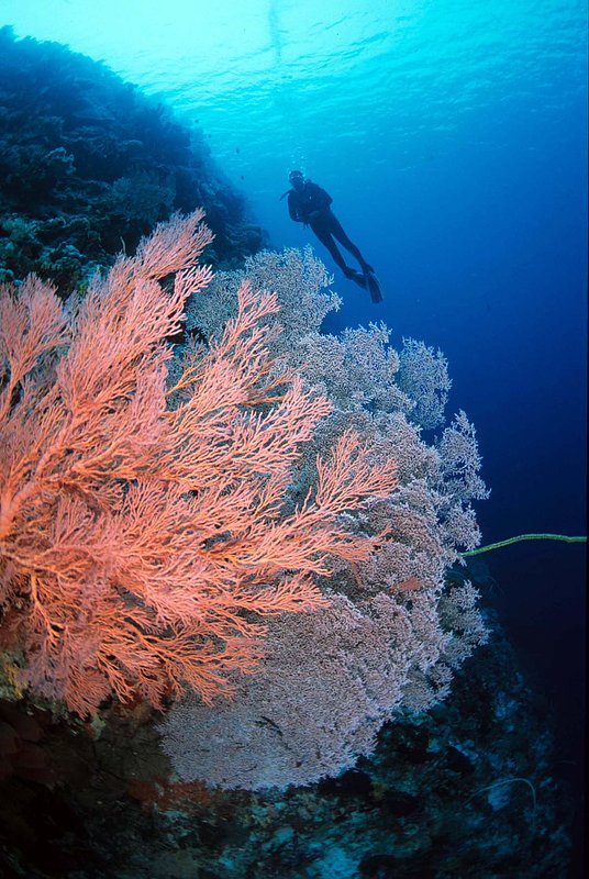 Wakatobi 17.jpg