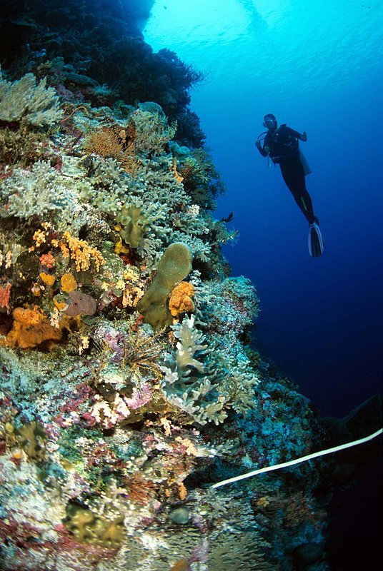 Wakatobi 18.jpg