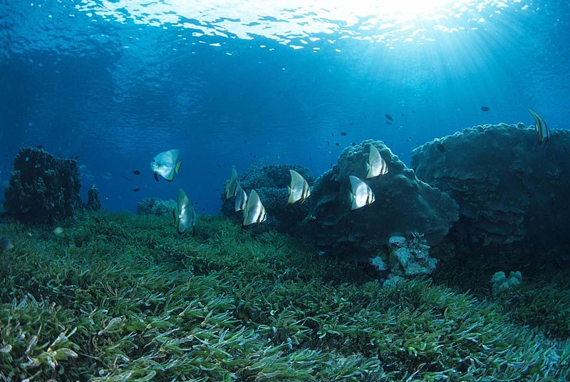 Wakatobi 19.jpg