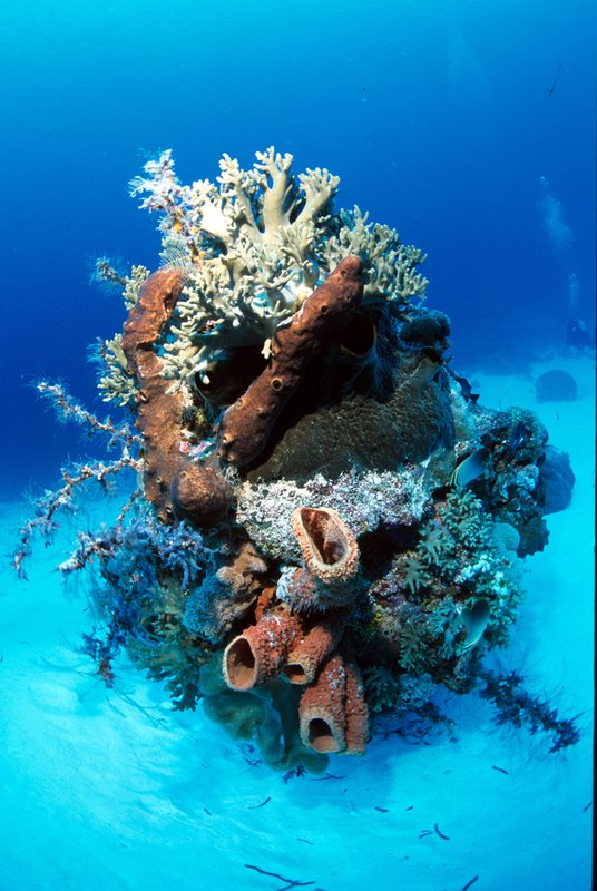 Wakatobi 20.jpg