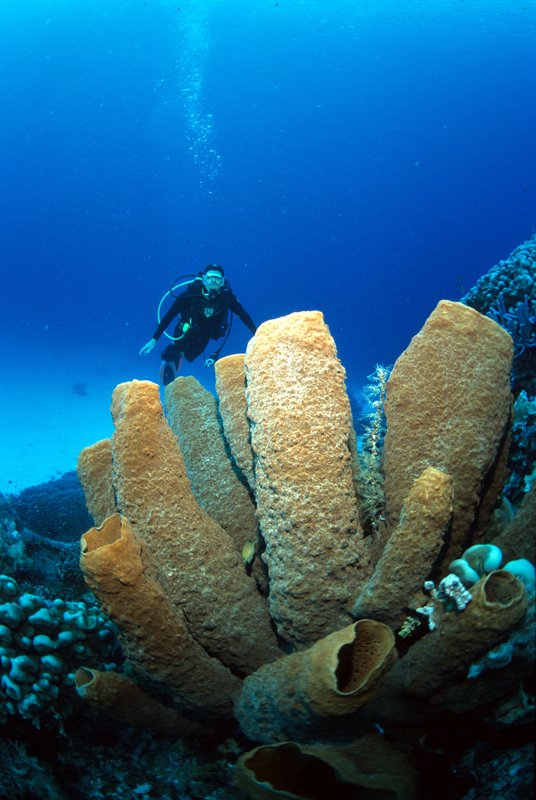 Wakatobi 21.jpg