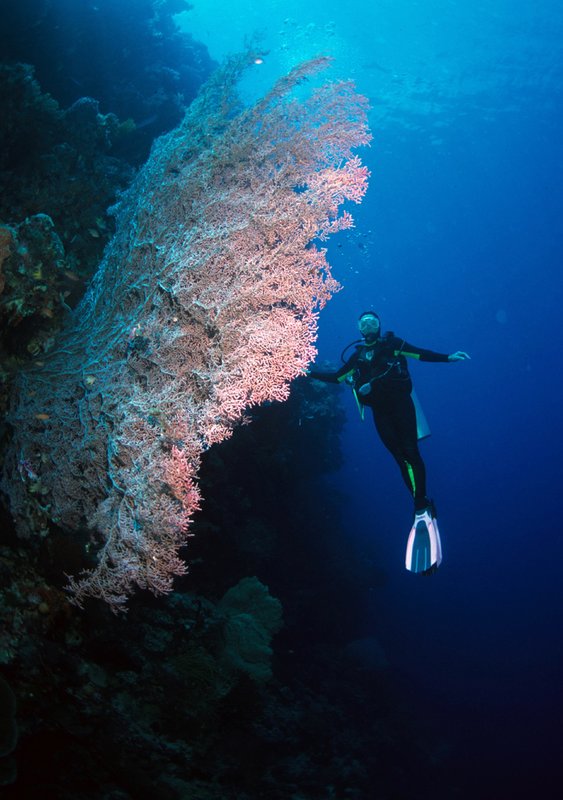 Wakatobi 22.jpg