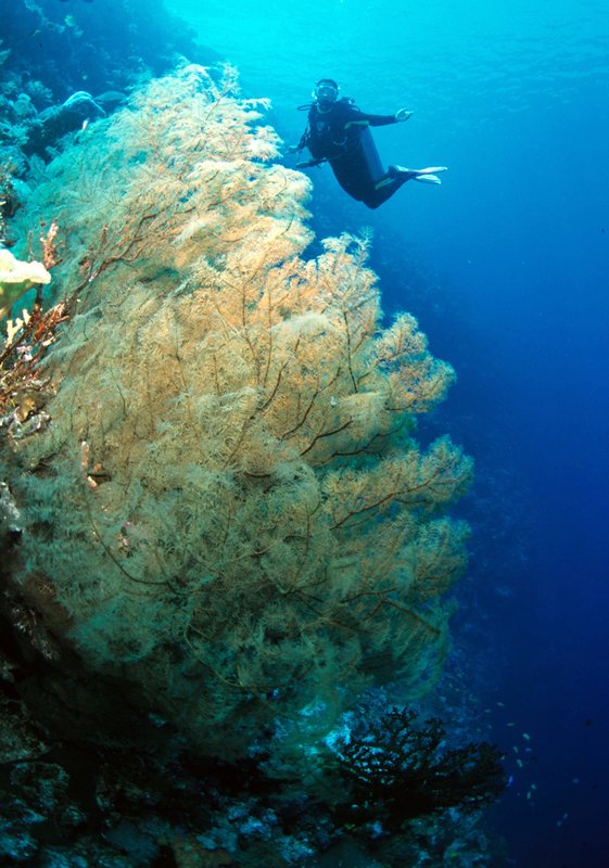 Wakatobi 23.jpg