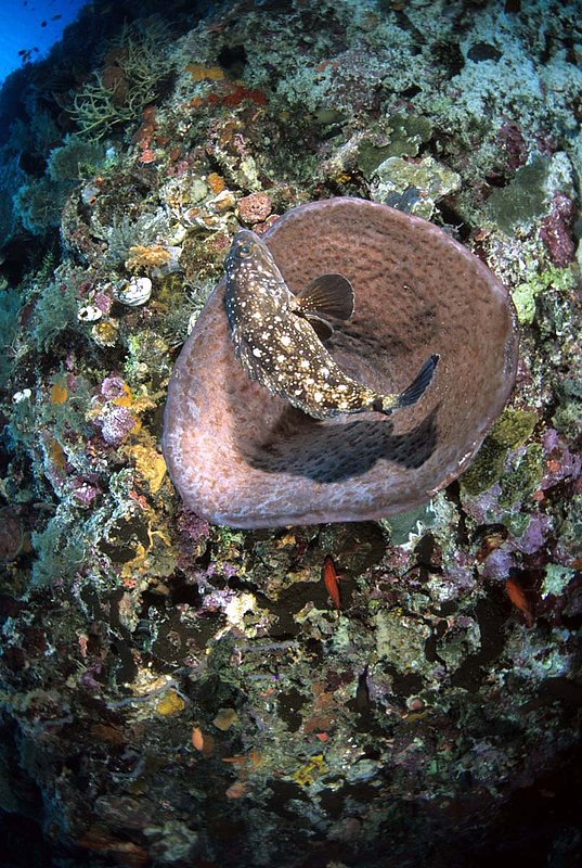 Wakatobi 7.jpg