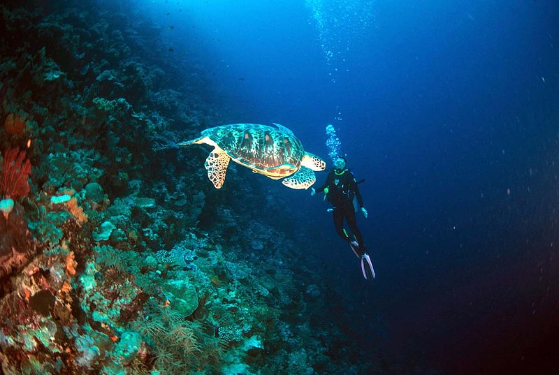 Wakatobi 8.jpg