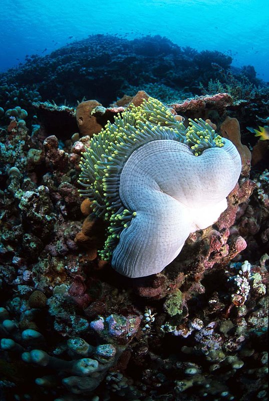 Wakatobi 9.jpg