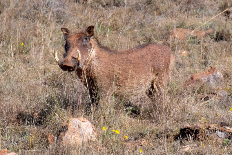 Warthog(1).jpg