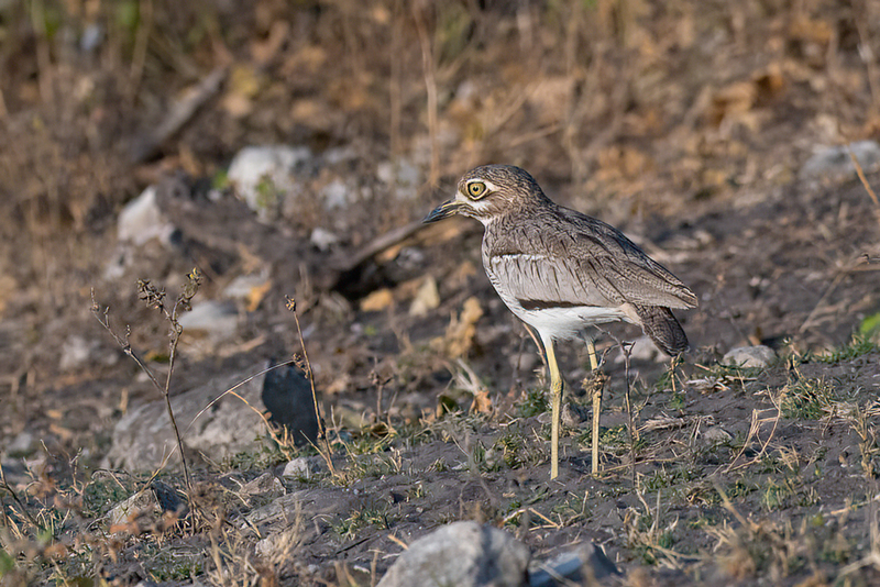Water Thick-knee(1).jpg