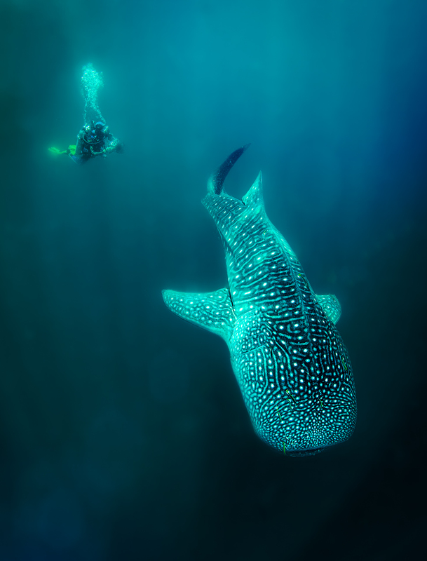 Whale Shark 1(2).jpg