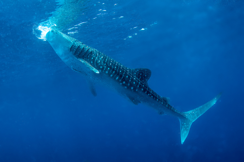 Whale Shark 2(1).jpg