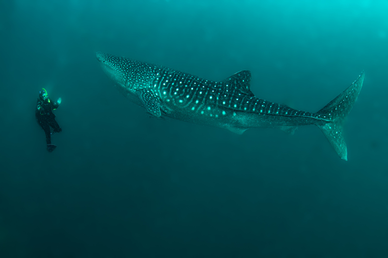 Whale Shark 2(2).jpg