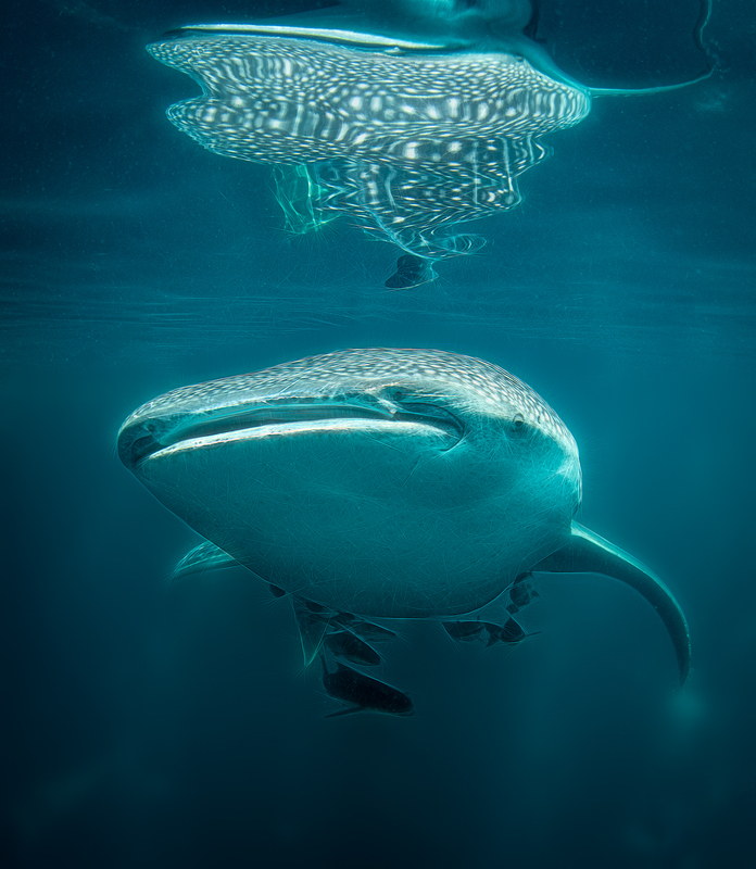 Whale Shark 3(1).jpg