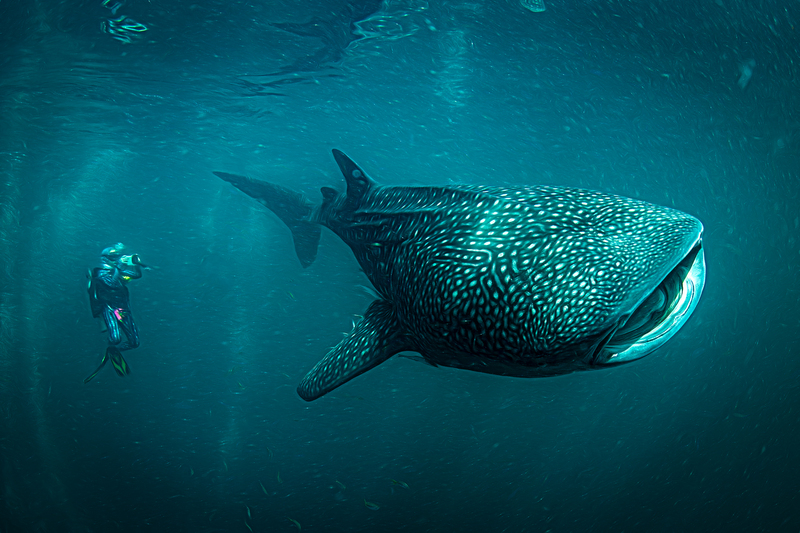 Whale Shark 4(1).jpg