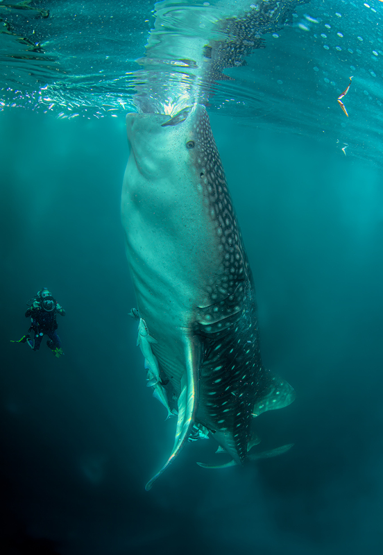 Whale Shark 6(1).jpg