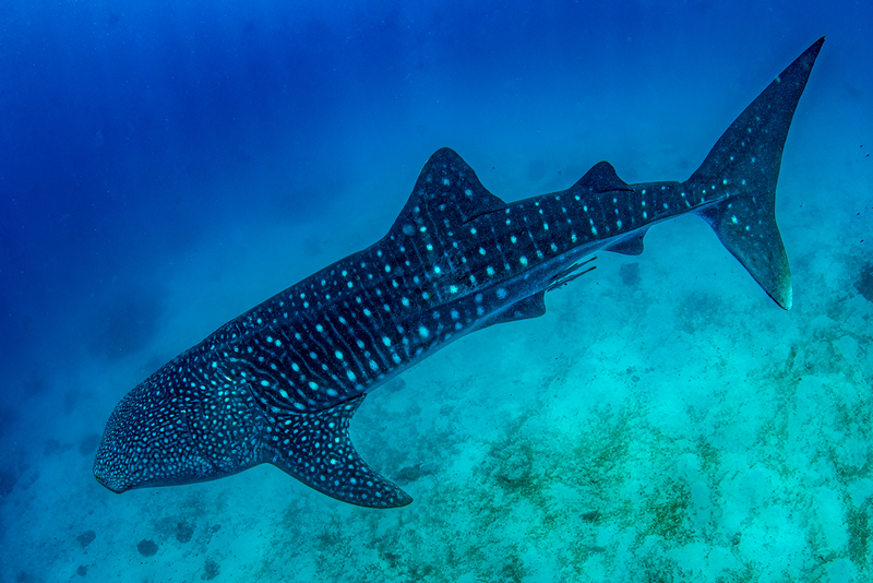 Whale Shark(2).jpg