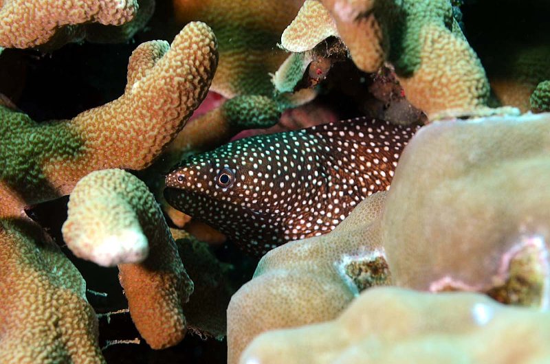 White Mouth Moray Eel.jpg