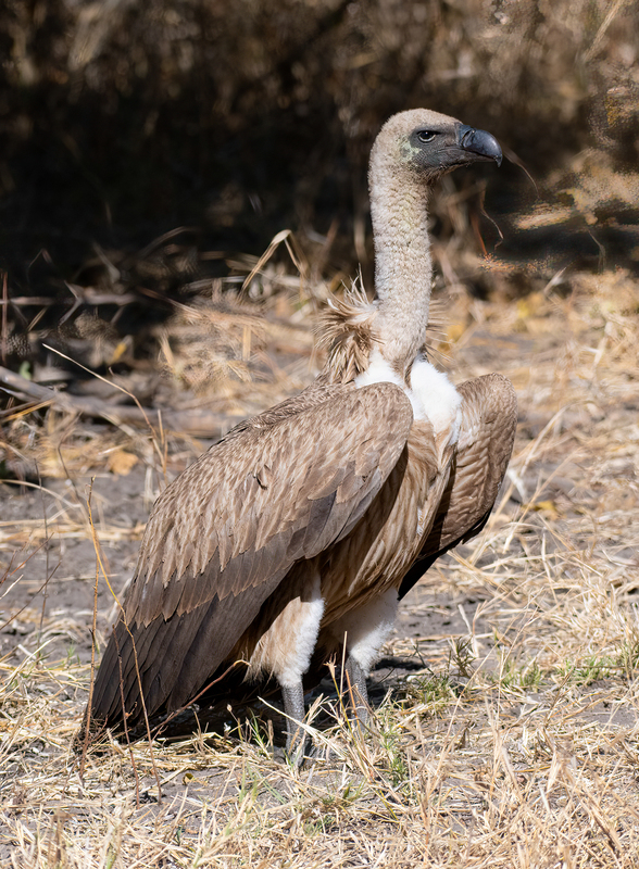 White-backed Vulture.jpg