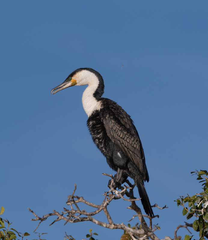 White-breasted Cormorant(1).jpg