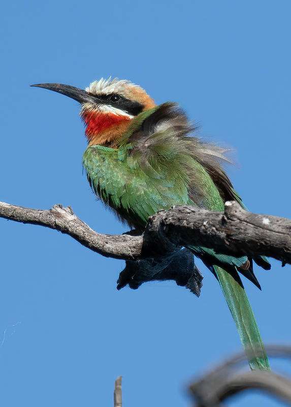 White-fronted Bee-eater(1).jpg
