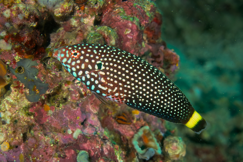 White-spotted Wrasse - IP(1).jpg