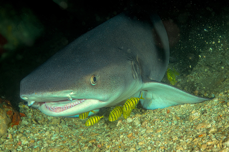 Whitetip Reef Shark(1).jpg
