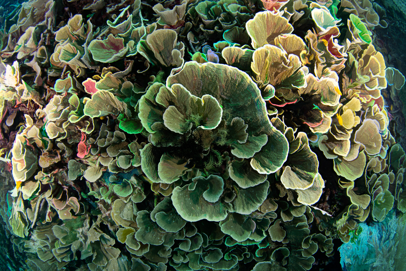 Wide Angle 5(2).jpg