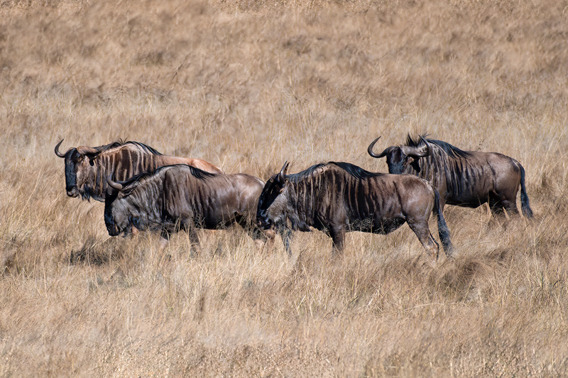 Wildebeest(1).jpg