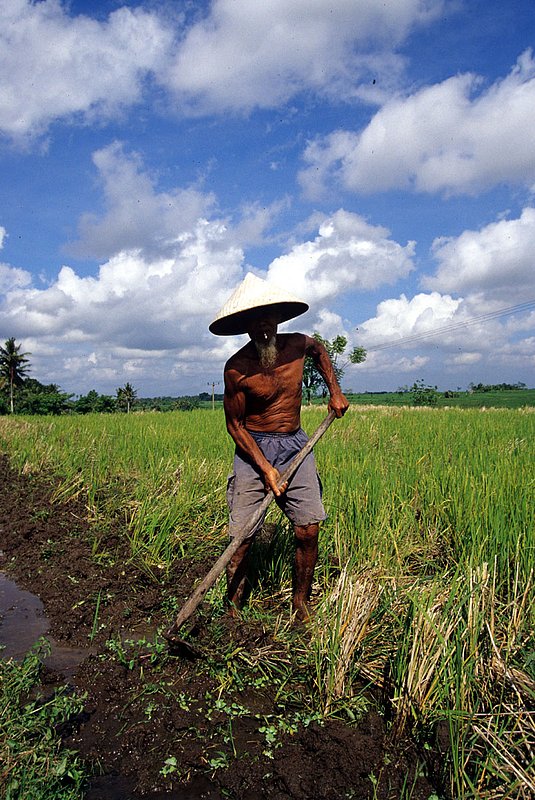 Working the Rice Fields of Bali.jpg