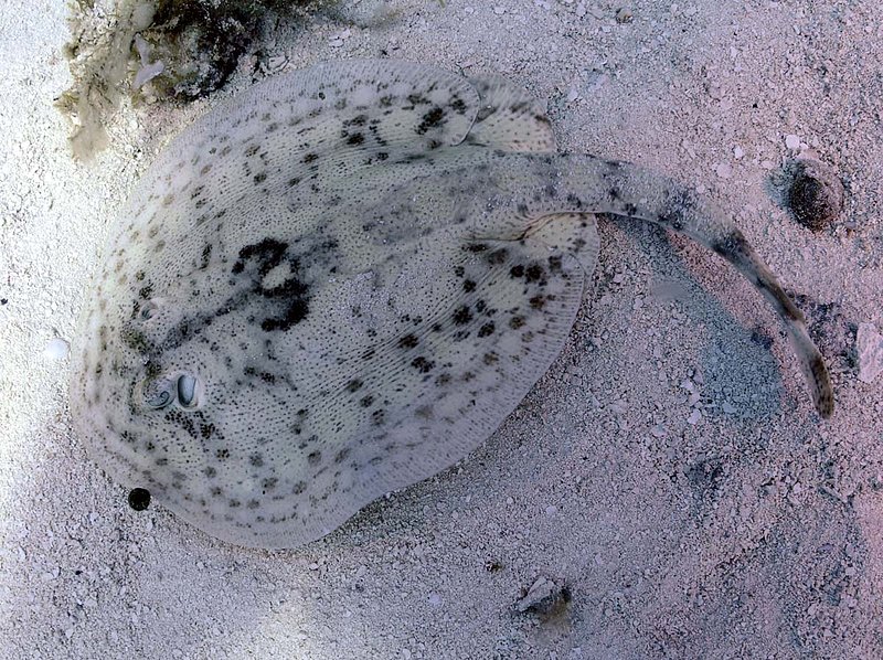 Yellow Sting Ray 2.jpg