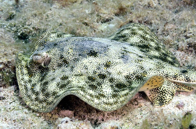 Yellow Stingray 1.jpg