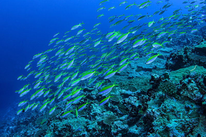 Yellow-back Fusilier.jpg