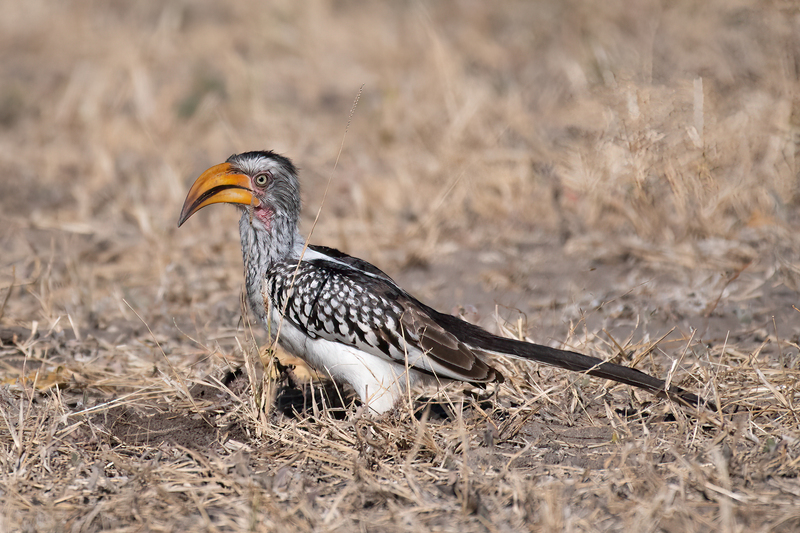 Yellow-billed Hornbill(1).jpg