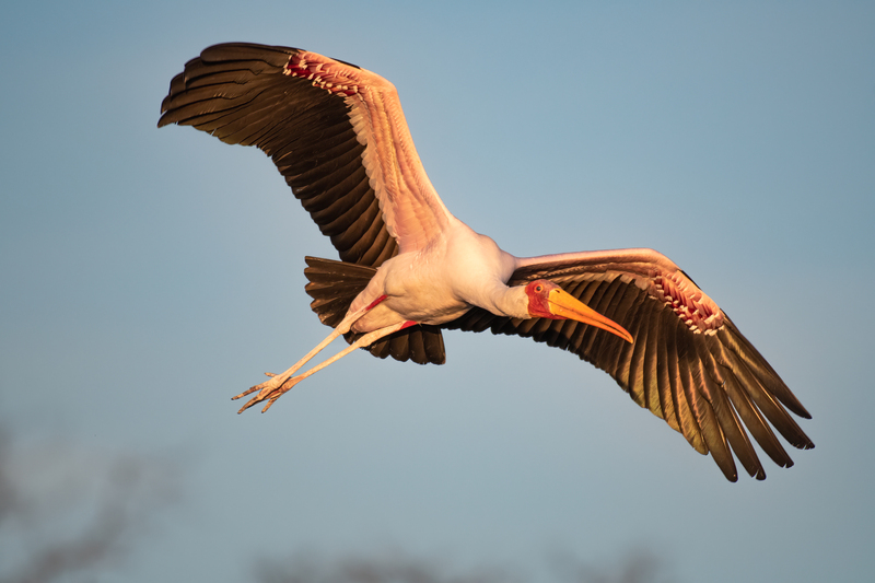 Yellow-billed Stork 2-2(1).jpg