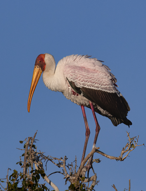 Yellow-billed Stork.jpg