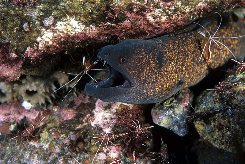 Yellow-margined Moray Eel.jpg