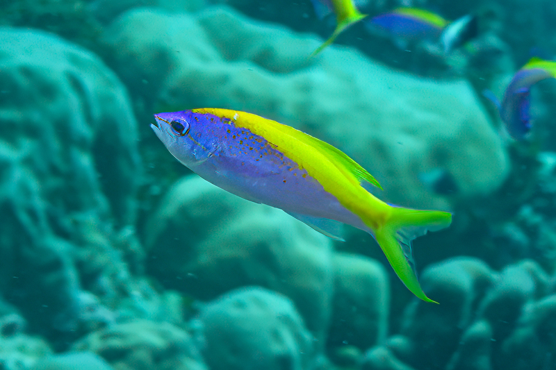Yellowback Anthias(1).jpg