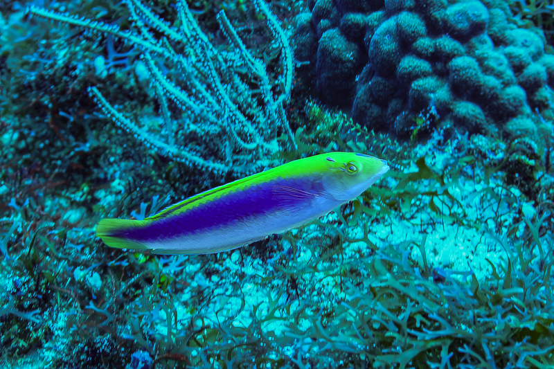 Yellowcheek Wrasse.jpg