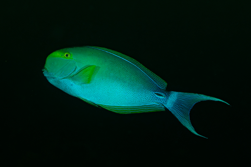 Yellowfin Surgeonfish(1).jpg