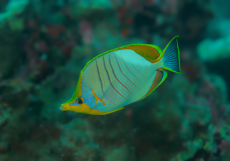Yellowhead Butterflyfish.jpg