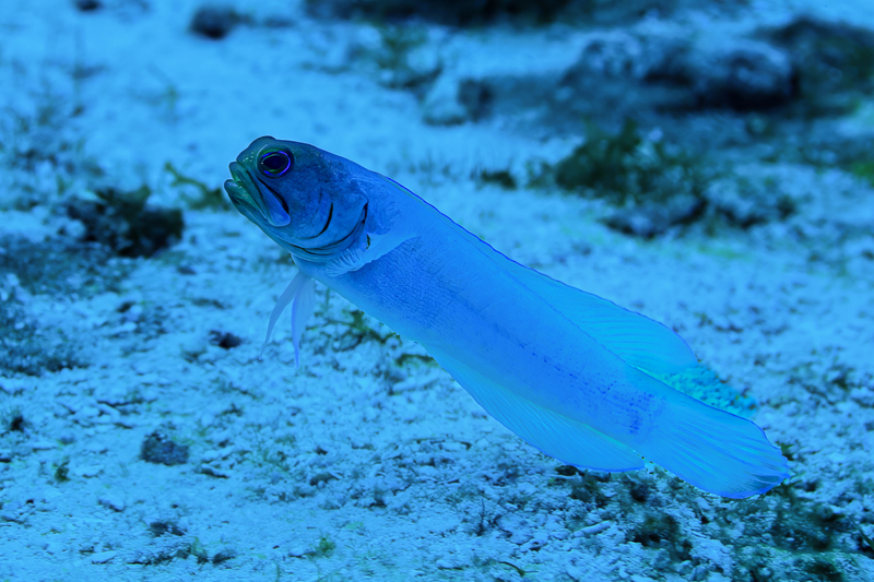Yellowhead Jawfish.jpg