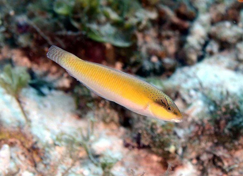 Yellowhead Wrasse - IP.jpg