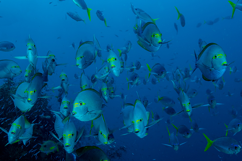 Yellowmask Surgeonfish 2(1).jpg