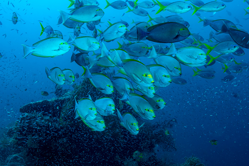 Yellowmask Surgeonfish(1).jpg
