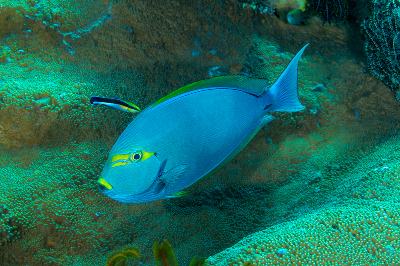 Yellowmask Surgeonfish(2).jpg